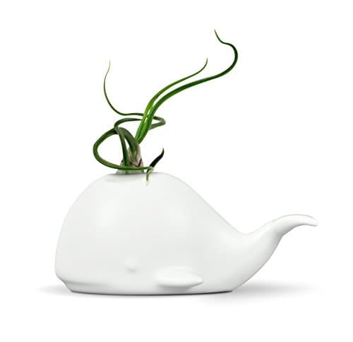 Sur La Table Genuine Fred Fancy Ceramic Mini Air Plant/Succulent Holder, Regular, Whale image