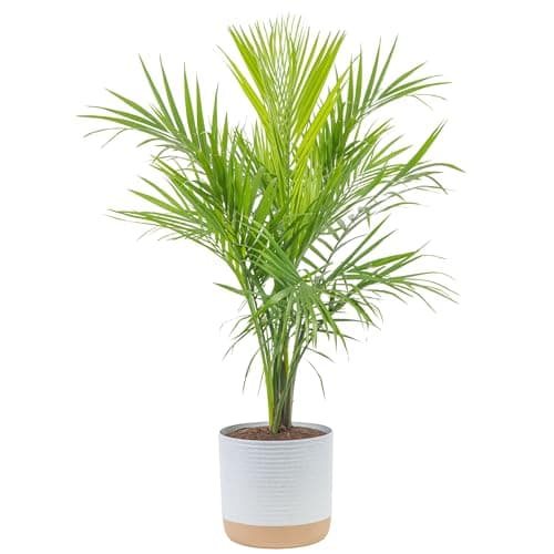 Costa Farms Majesty Palm Live Plant, Live Indoor and Outdoor Palm Tree, Potted in Modern Décor Planter, Tropical Floor Houseplant in Potting Soil, Great Patio, Balcony, Home Decor, 3-4 Feet Tall image