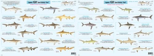Captain Segull's Shark Species Identification Sportfishing Chart # SK502 image