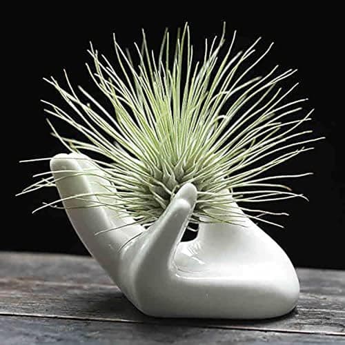 Dahey Air Plant Holder Cute Ceramic Mini Hand Shape Stand Airplants Tillandsia Small Container Pot Plant Decorative Home Decor for Desk Table Shelf,White,1 Pack image