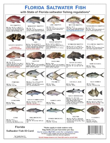 Tackle Box I.D. Florida Saltwater Fish Identification Card Set - 3 Doublesided Waterproof Cards Showing 60 Common Fish and 17 Sharks in True-to-Life Photographs with FWC Rules. image