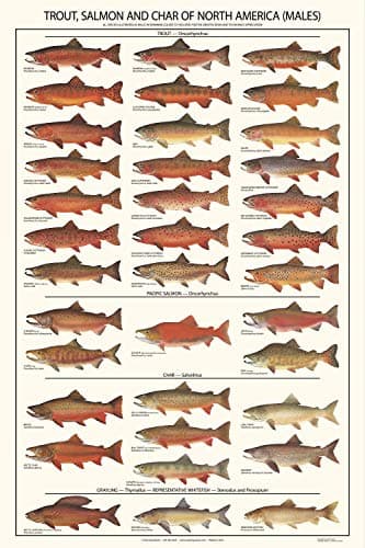 Fish Poster Wall Art | Trout, Salmon and Char Fishing Guide | Males Identification Chart image